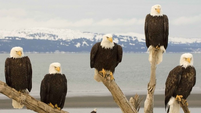 Bald Eagles Perched on a Tree Branch