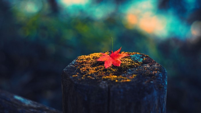 Red autumn leaf on a mossy wooden post
