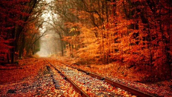 Railroad track in autumn forest with fallen leaves
