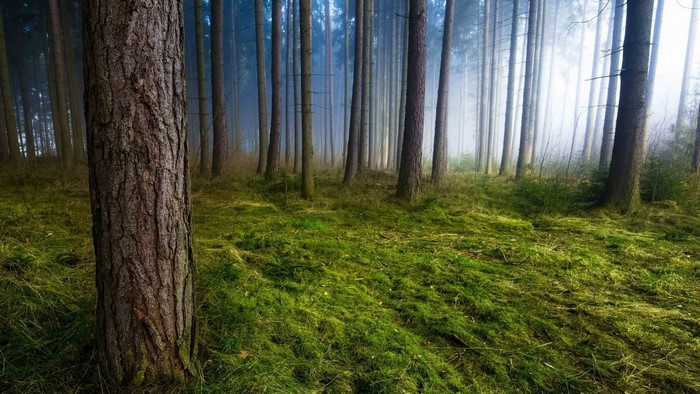 Misty forest with tall trees and green mossy ground