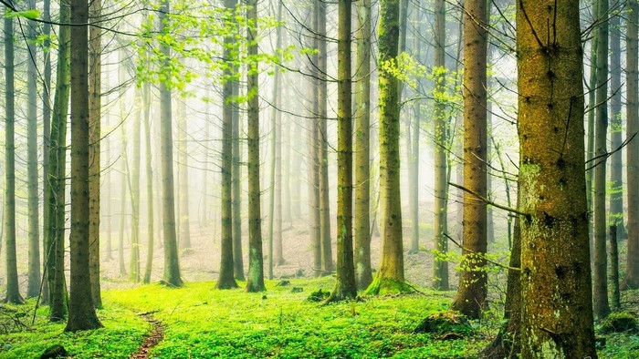 Forest path with sunlight filtering through trees
