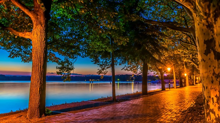 Tree-lined embankment by a lake at dusk