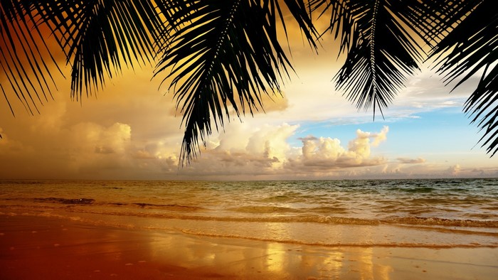 Palm Trees Overlooking a Tropical Beach at Sunset