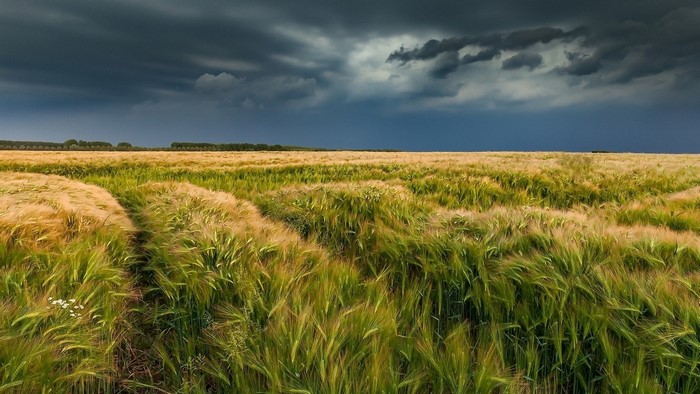 Wheat field under stormy sky