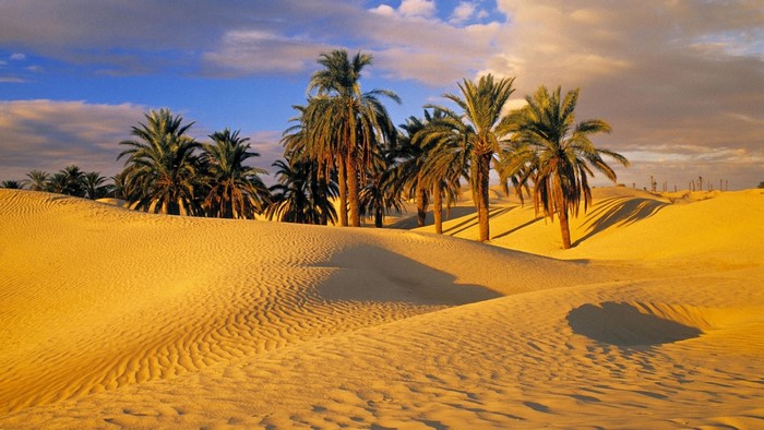Palm trees in a desert oasis at sunset