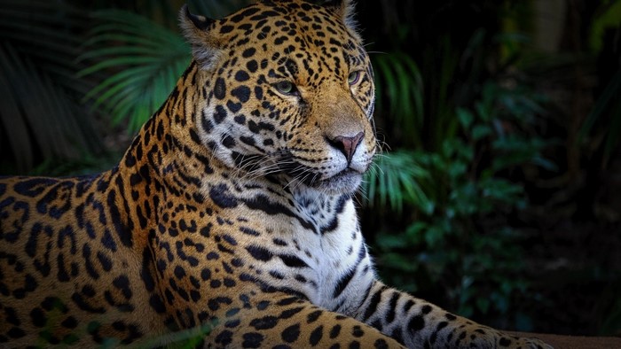 Jaguar resting in a jungle