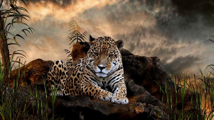 Leopard resting on rocks with dramatic sky