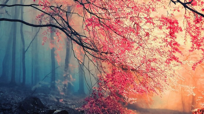 Autumn Forest with Pink Leaves