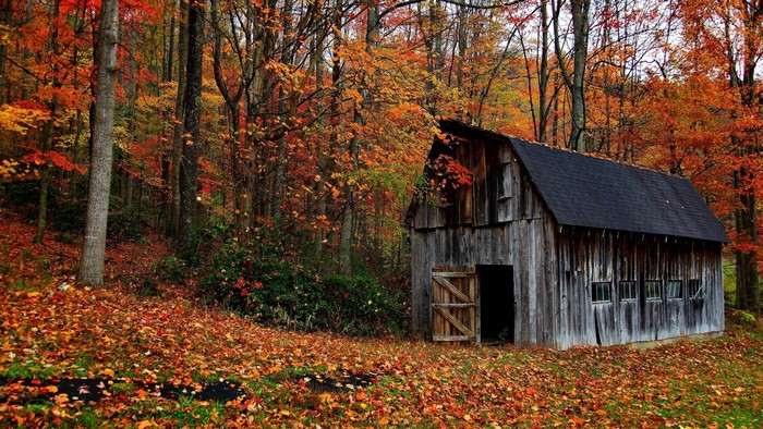 Old Barn in Autumn Forest