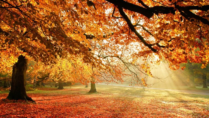 Autumn trees with sunlight filtering through leaves