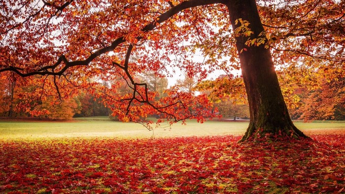 Tree with Autumn Leaves on Ground
