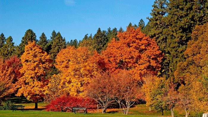 Autumn park with colorful trees and benches
