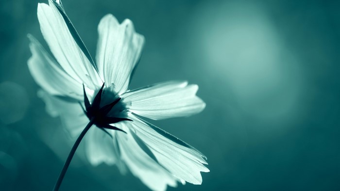 Close-up of a white flower with teal background