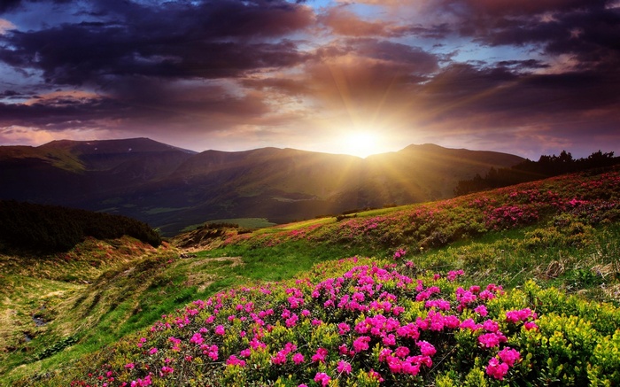 Sunrise over a mountain meadow with pink flowers