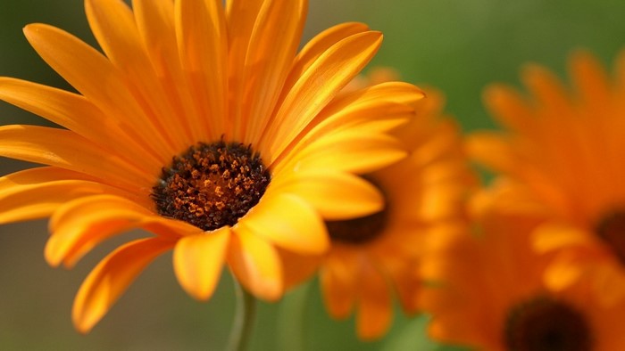 Close-up of Orange Daisy Flowers