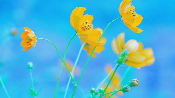 Yellow Cosmos Flowers on Blue Background