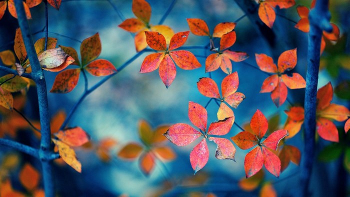 Autumn leaves on a blue background