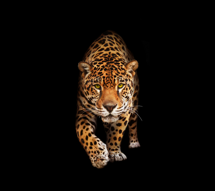 Jaguar walking in the dark