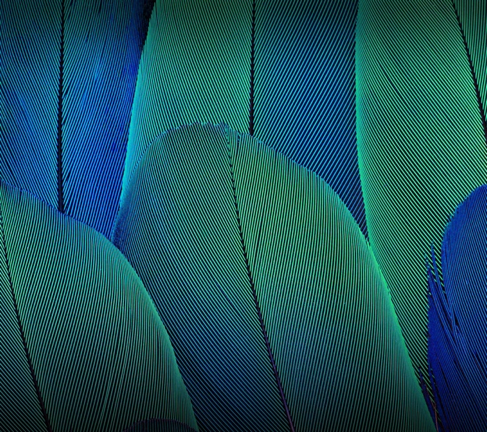 Close-up of blue and green feathers