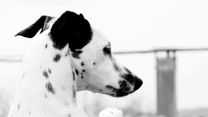 Black and white Dalmatian dog profile
