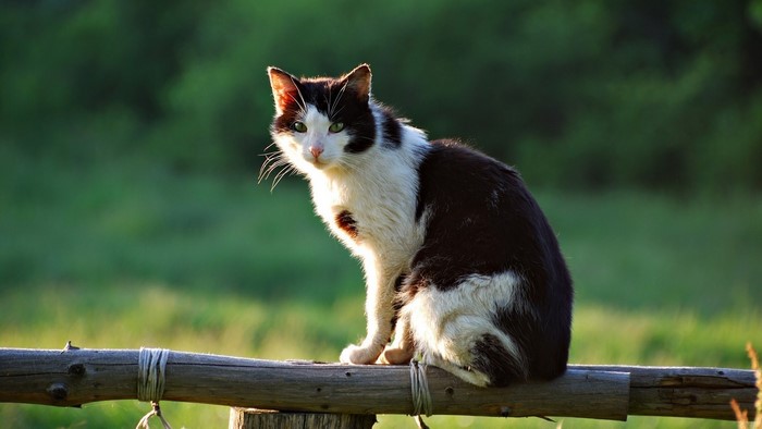Black and white cat sitting on a wooden fence