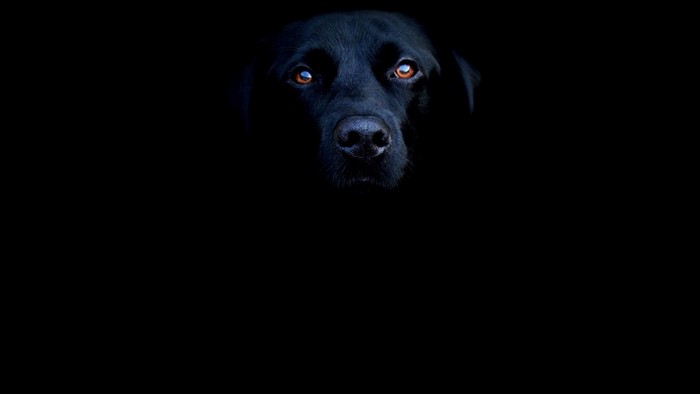Black Labrador Dog Face Close-up