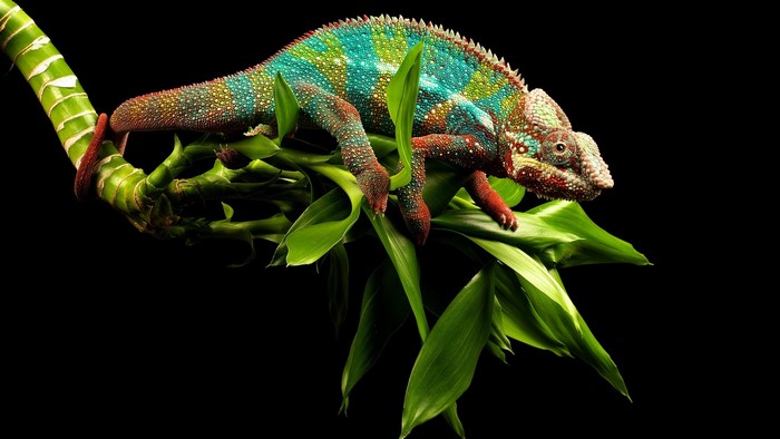 Chameleon on a bamboo branch