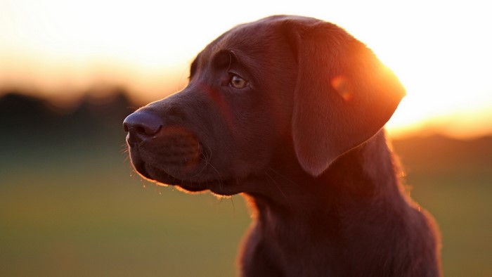 Chocolate Labrador Retriever at Sunset