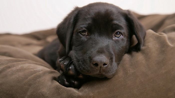 Black Labrador puppy resting on a brown couch