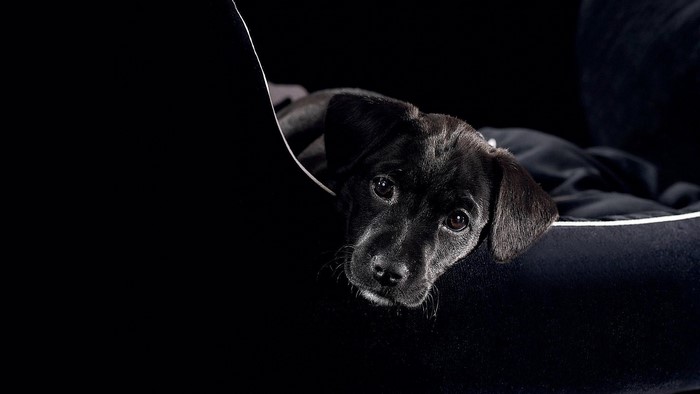 Black Labrador puppy in a dog bed