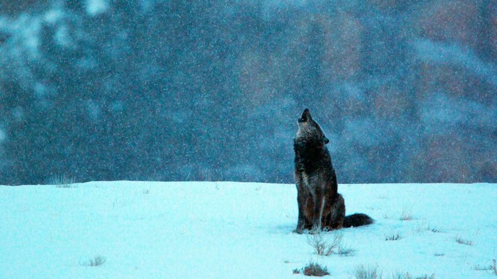 Black Wolf Howling in Snow