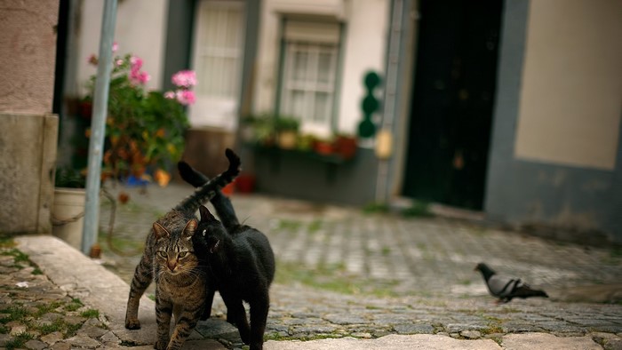 Two cats and a pigeon on a cobblestone street