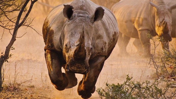 Charging Rhino in African Savannah