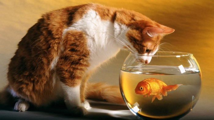 Orange and white cat looking at goldfish in a bowl