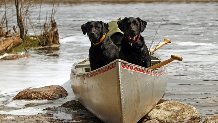 Two black labradors in a canoe with fishing rods