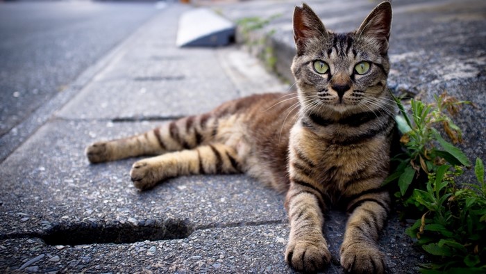 Tabby cat lying on the side of the road