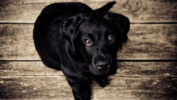 Black Labrador Retriever Puppy on Wooden Deck