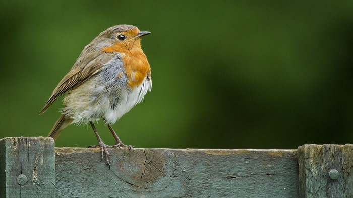 Robin bird perched on a wooden fence