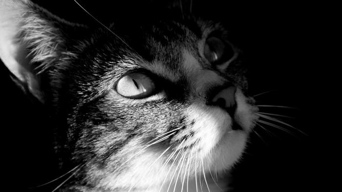 Black and white close-up of a cat's face