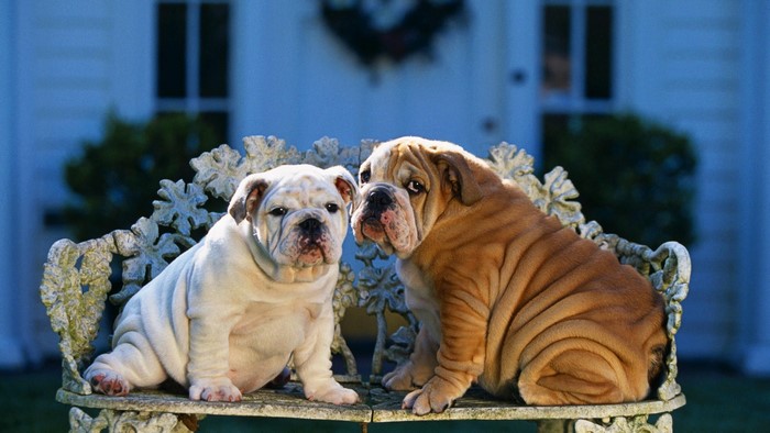 Two Bulldogs Sitting on a Bench