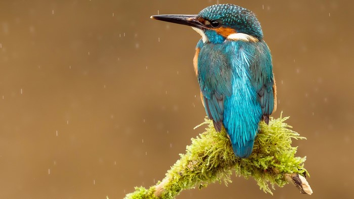 Blue Kingfisher bird perched on a mossy branch in the rain
