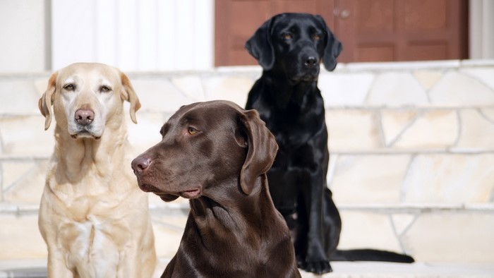 Three Labradors: Yellow, Chocolate, and Black