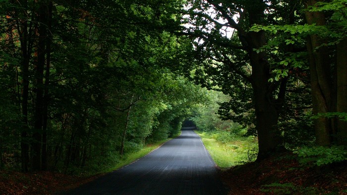 Road through a dense forest