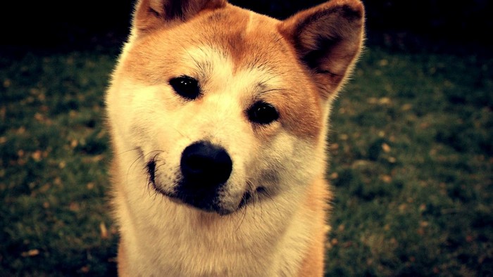 Innocent Shiba Inu Dog