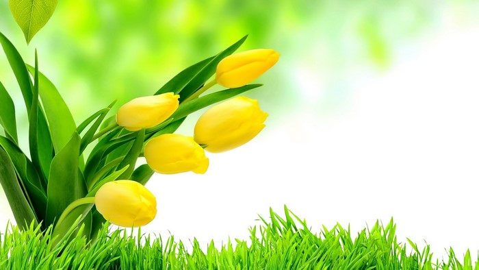 Yellow Tulips in Green Grass