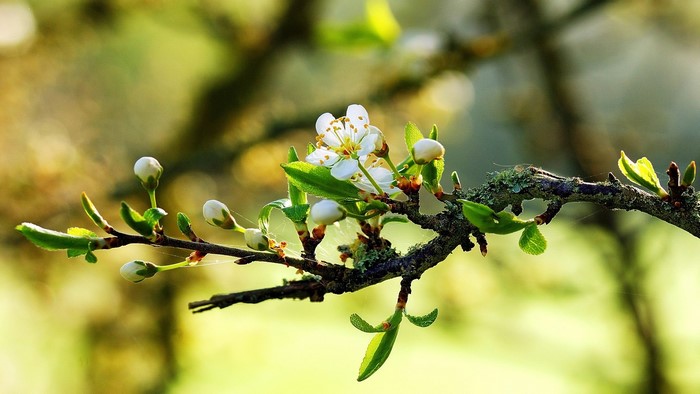 Cherry Blossoms Blooming on a Branch