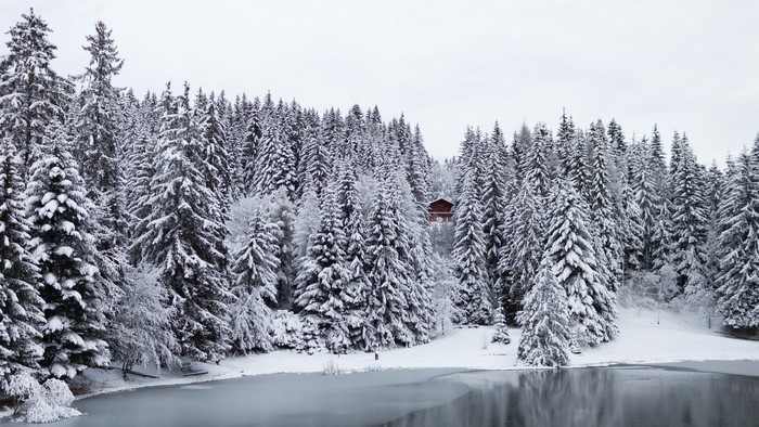Snow-covered forest and lake with a cabin