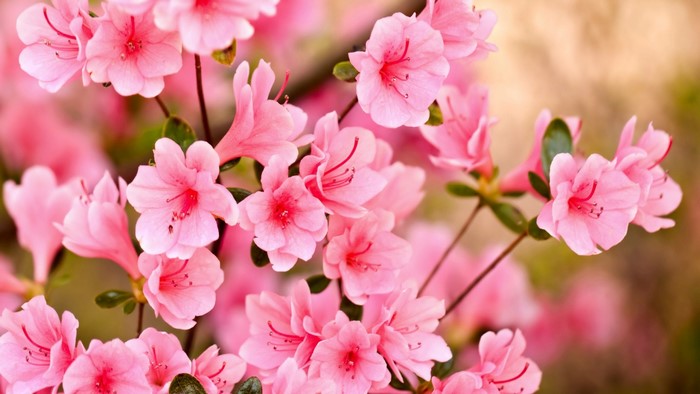 Pink Azalea Blossoms in Spring