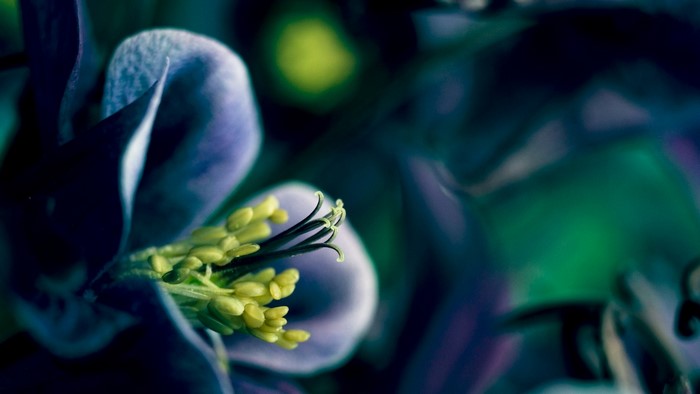 Close-up of a purple flower with yellow stamens