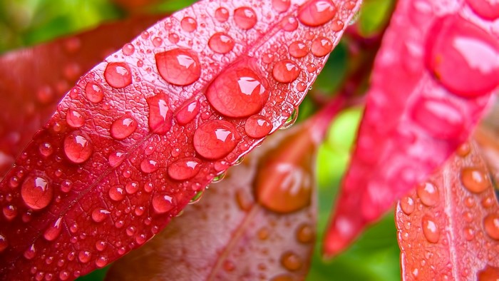 Water droplets on red leaves